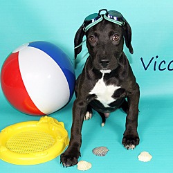 Thumbnail photo of Vicco #3