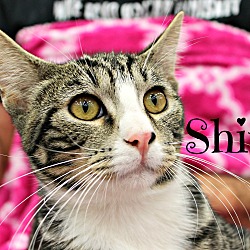 Thumbnail photo of Shiro #1