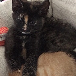 Thumbnail photo of Torti kitten #1