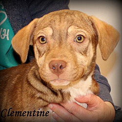 Thumbnail photo of Clementine ~ meet me! #1
