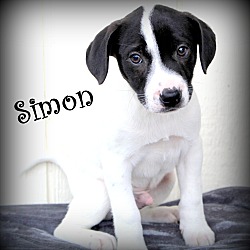 Thumbnail photo of Simon~adopted! #3