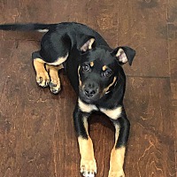 Goofy Foot Dog Rescue - Allentown, PA in Allentown ...