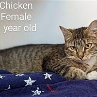 Photo of Chicken - DSH - 1 years old