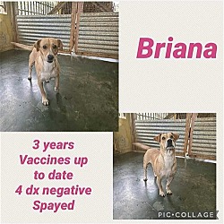 Thumbnail photo of Briana #4
