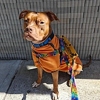 adopt a pet