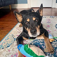 adopt a pet
