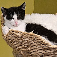 adopt a pet