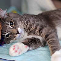 adopt a pet