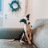 adopt a pet