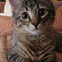 adopt-pet