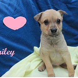 Thumbnail photo of Bailey #2