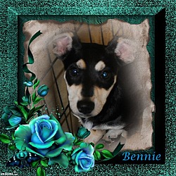 Thumbnail photo of Bennie #1