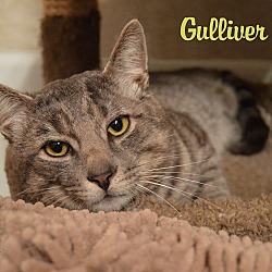 Thumbnail photo of Gulliver #4
