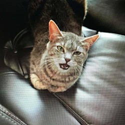 Thumbnail photo of Kaboodle "A Fine, Happy Tabby" #2