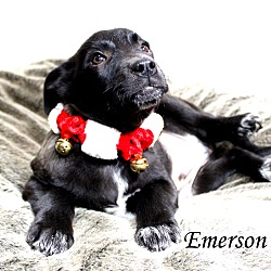 Thumbnail photo of Emerson~adopted! #4