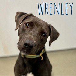 Photo of Wrenley