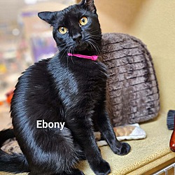 Thumbnail photo of Ebony #2
