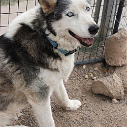 Photo of Shadow