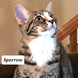 Thumbnail photo of Cleo ( AKA Sparrow ) #3