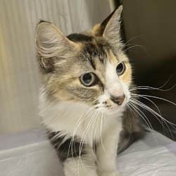 Thumbnail photo of Taylor Swift (ADOPTION FEE SPONSORED) #1