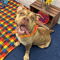 adopt a pet