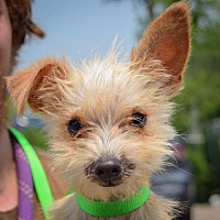 adopt a pet