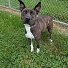 Adopt A Pet :: The Bay Area - Lancaster, OH