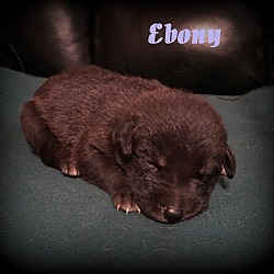 Thumbnail photo of Ebony #4