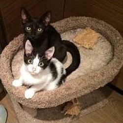 The Cat Network Inc In Miami Florida