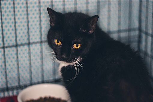 Kingston Ny Domestic Shorthair Meet Peg A Pet For Adoption