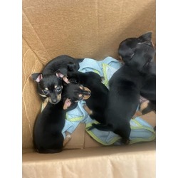 Miniature Pinscher Puppies and Dogs in Austin TX Buy or Adopt