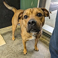 adopt a pet