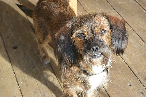 Denver CO Dachshund Brussels Griffon. Meet Manny a Pet for