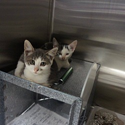 Thumbnail photo of Stage Kittens (6) #3