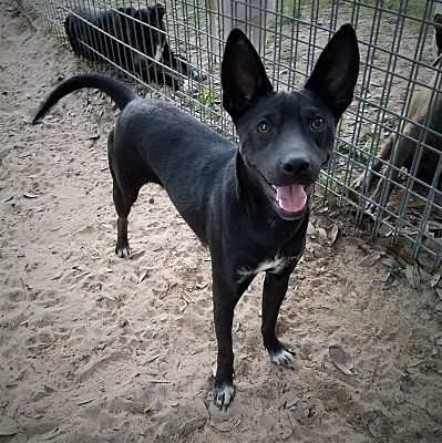 Whippet kelpie top