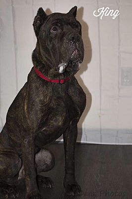 Philadelphia Pa Cane Corso Meet King A Pet For Adoption