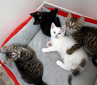 Adopt A Pet Petsmart Charities