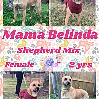Photo of Belinda (TX adopt only)