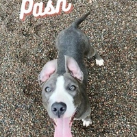 Photo of Pash