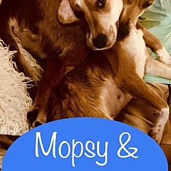 Photo of Mopsy