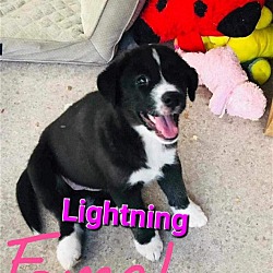 Photo of Lightning
