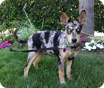 alaskan husky blue heeler mix