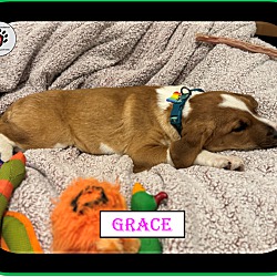Thumbnail photo of Grace - The "G" Litter #4
