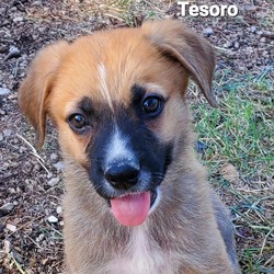 Photo of Tesoro DD