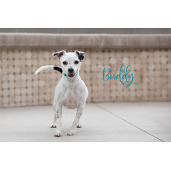 Photo of Buddy