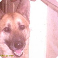 tri state shepherd rescue