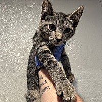 adopt a pet