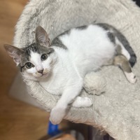 adopt-pet