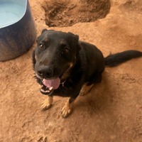 adopt-pet