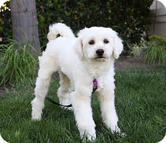 Newport Beach Ca Cockapoo Meet Reggie A Pet For Adoption